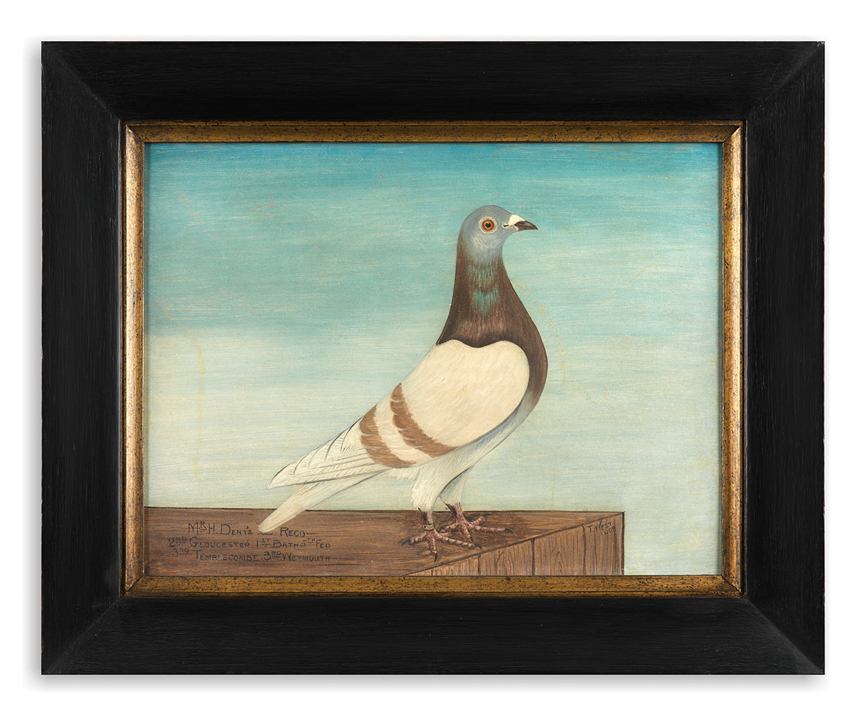 T West, Naïve School Racing Pigeon Portrait