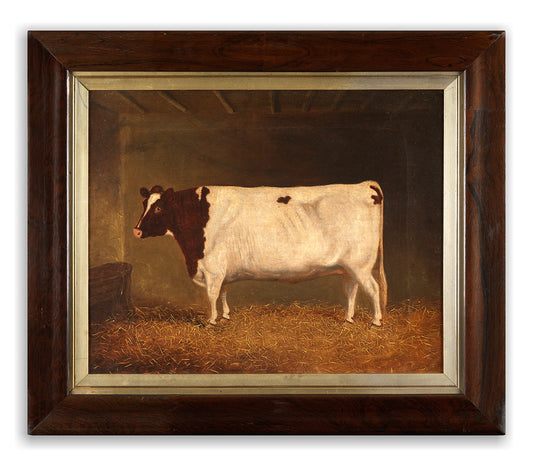 Standing Brown and White Cow in a Byre