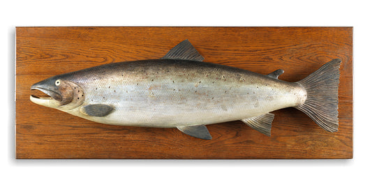 A Spectacular Life-Size Salmon Fishing Trophy