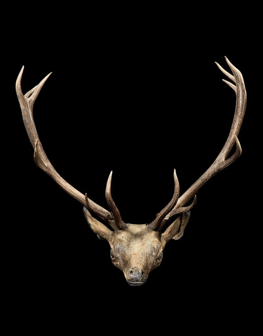 Imposing Early Sculptural Folk Art Elk Head Trophy