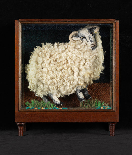 3D Ewe in Mahogany Box