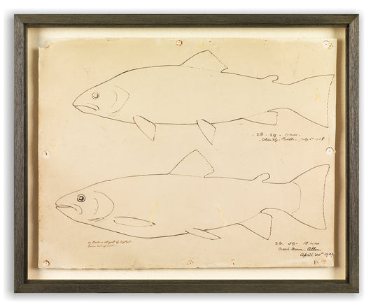 Naïve Folk Art Silhouette Trophy Drawing of Two Brown Trout