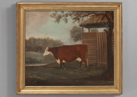 Prize Hereford Cow Standing Before a Byre