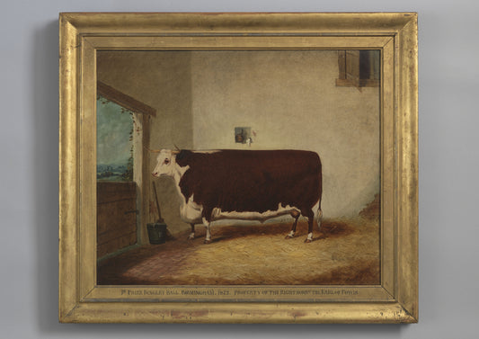 A Prize Hereford Bull In A Byre