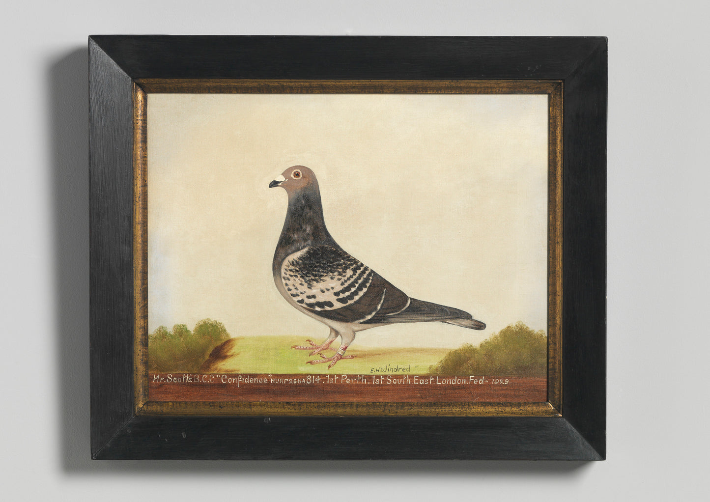 Pair of Racing Pigeon Portraits of 'Confidence'