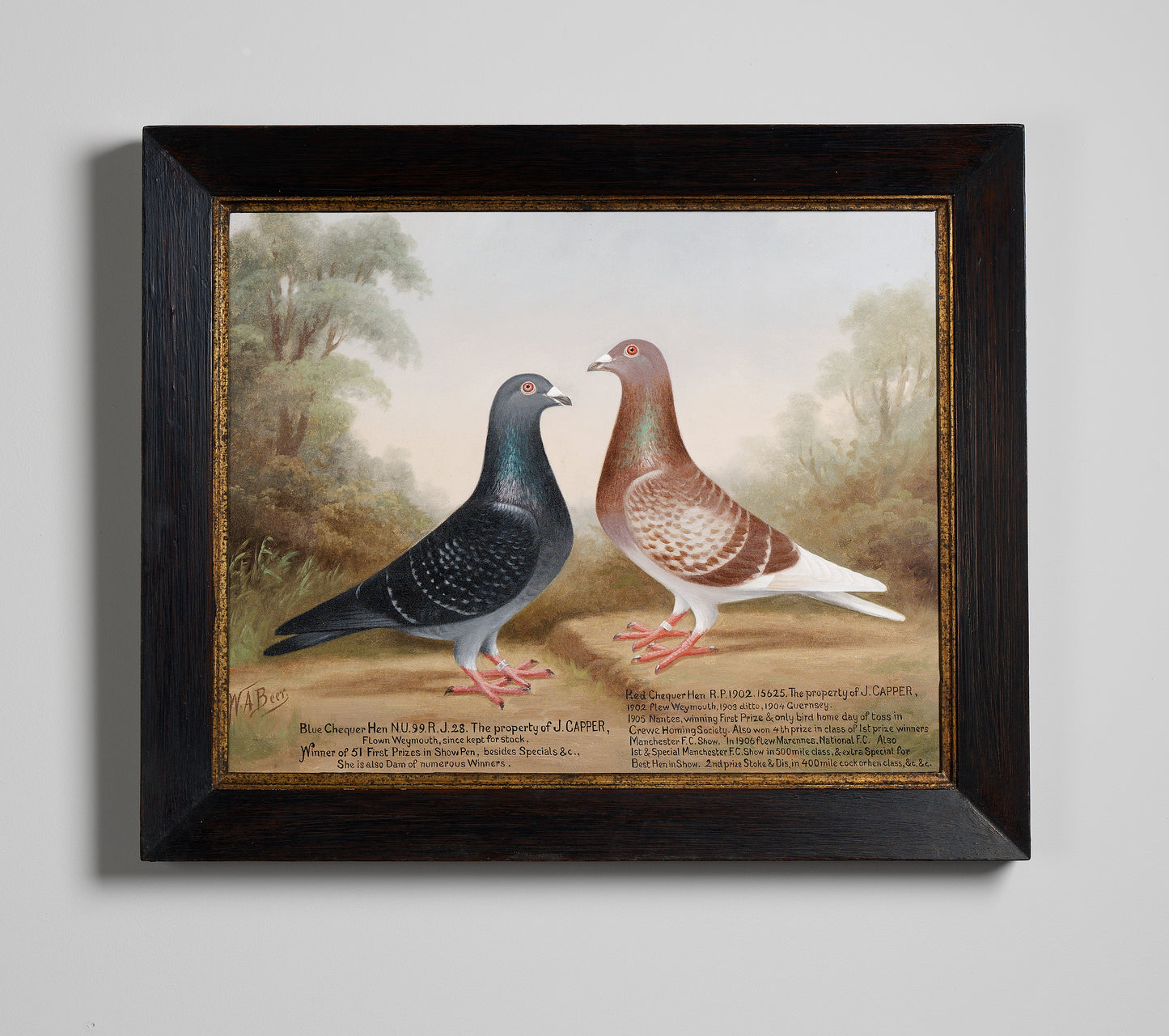 Double Racing Pigeon Portrait