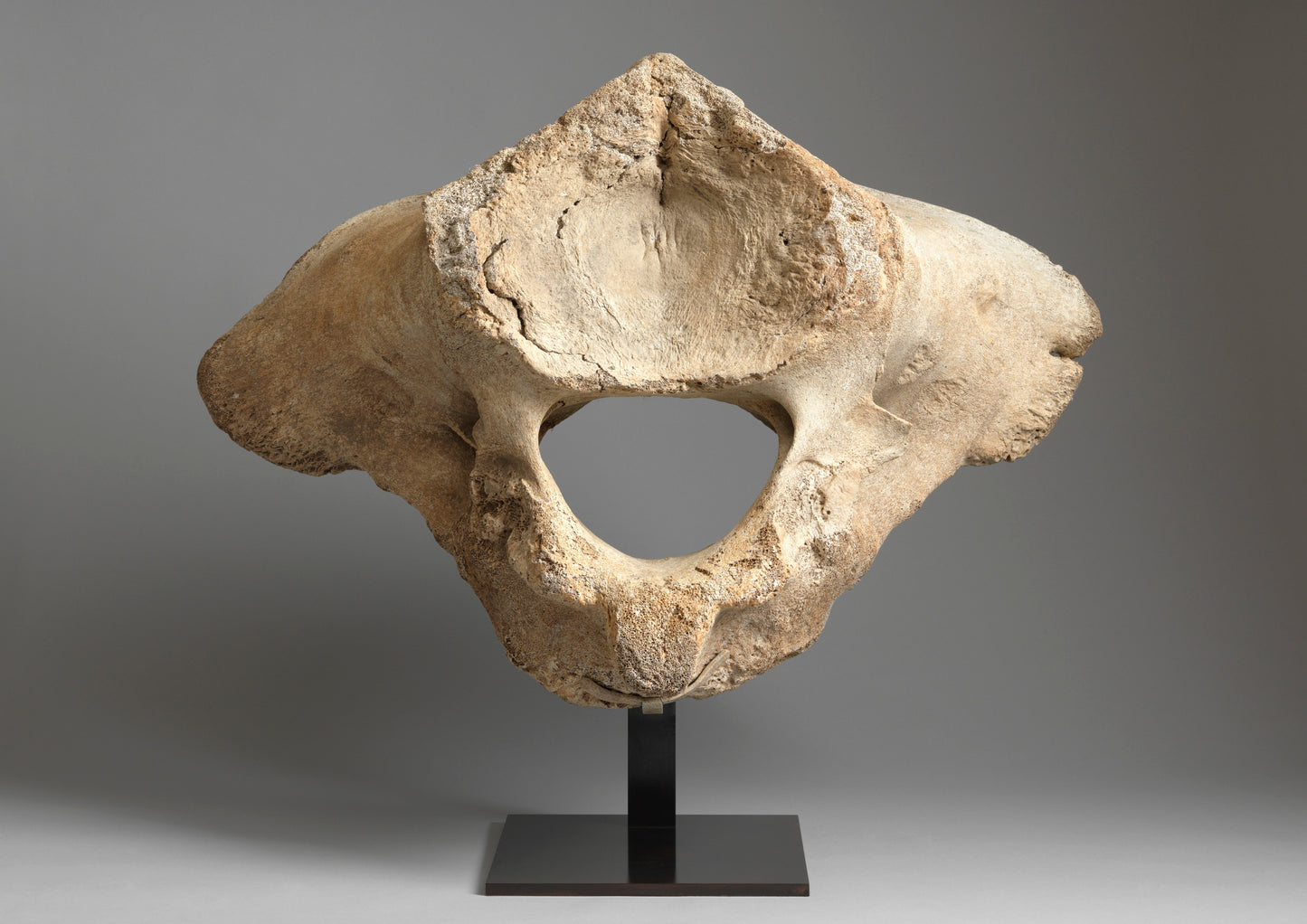 Ancient Sea Washed Whale Vertebrae